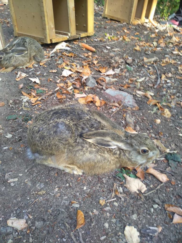 септември зайци