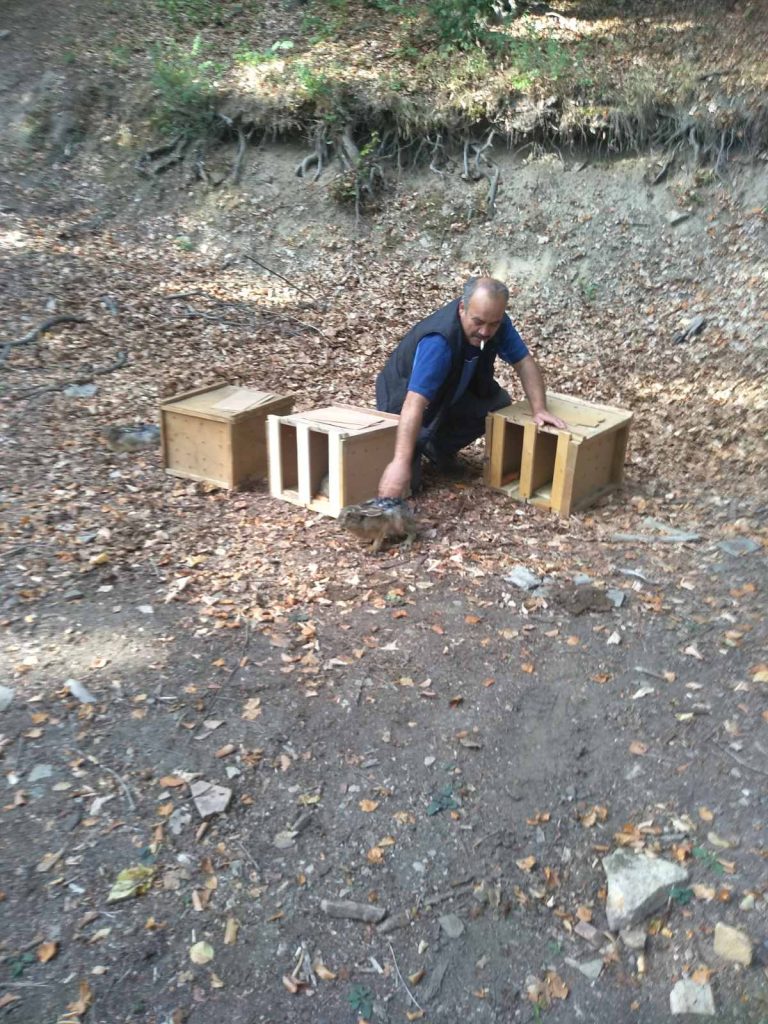 септември зайци