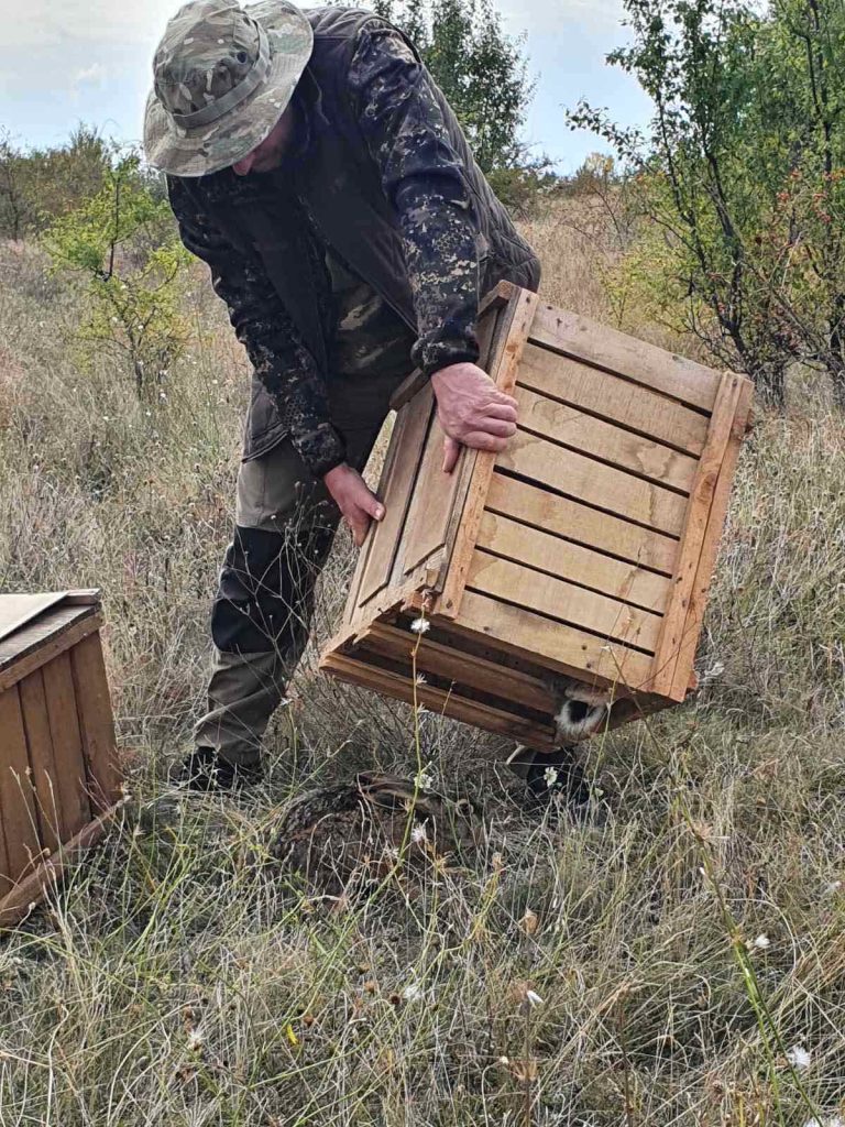 див заек внос производство