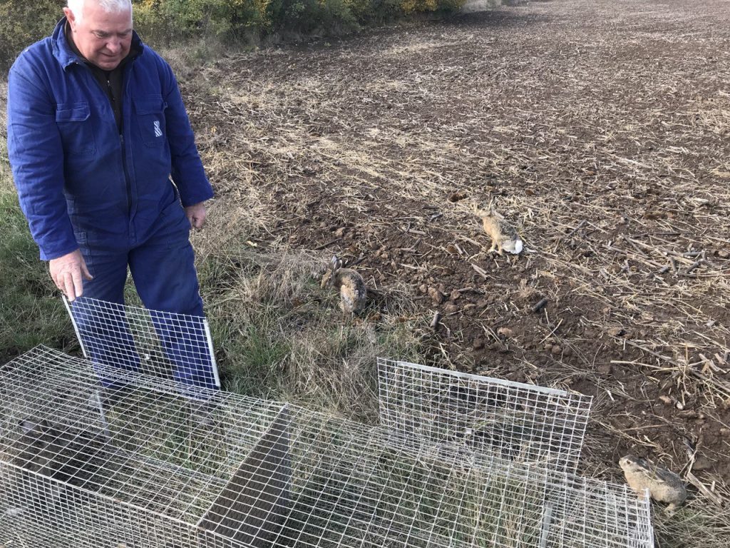 варна диви зайци