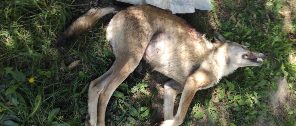 вълк единак лов