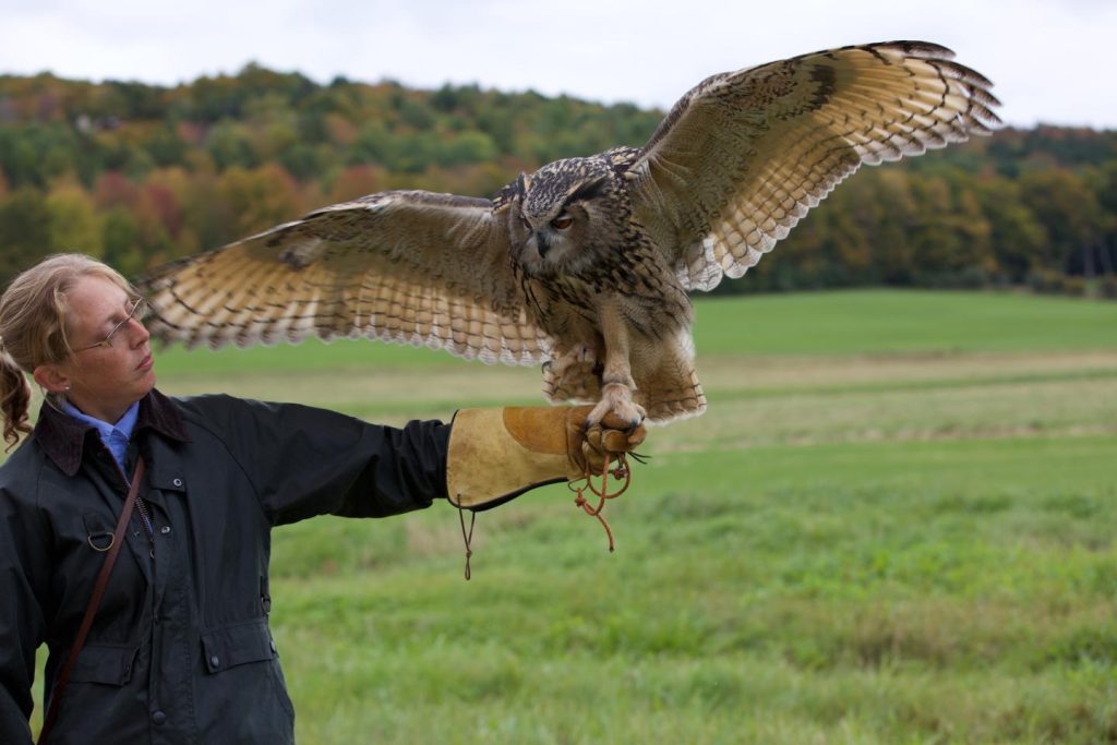 ден на соколарството