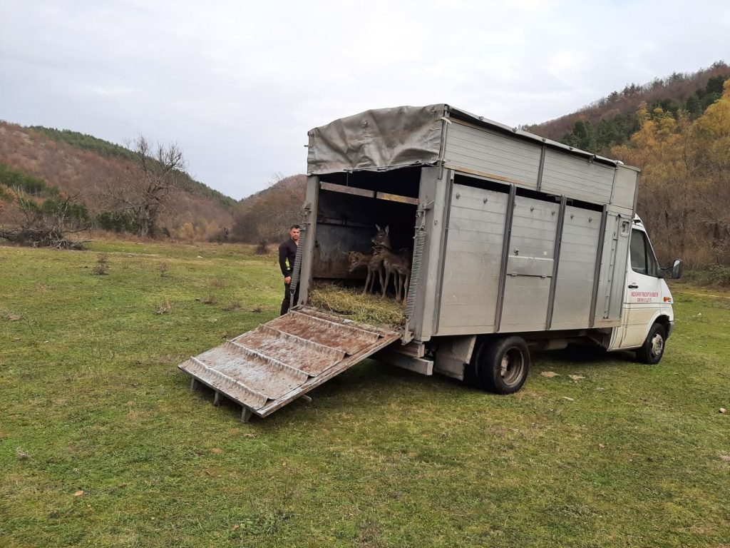 разселване лопатари бойно