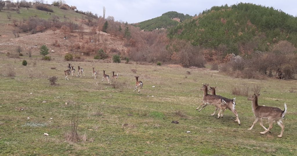 разселване лопатари бойно