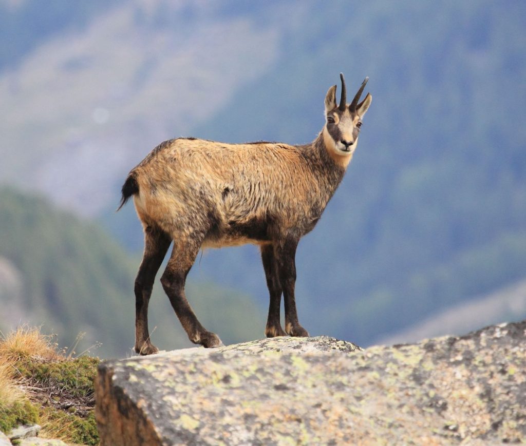 кози хеликоптер