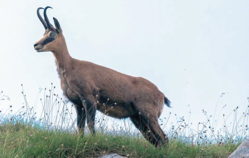 дива коза, бракониерство