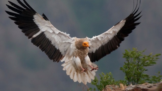 дисни лешояд