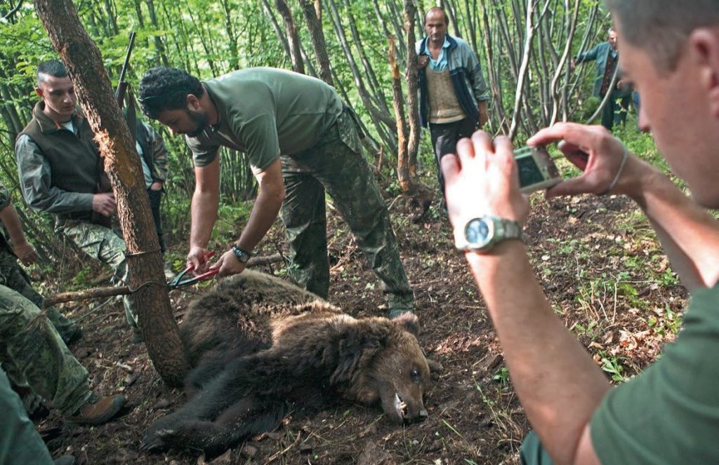 мечка, планина