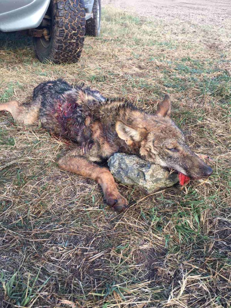 вълци болярово