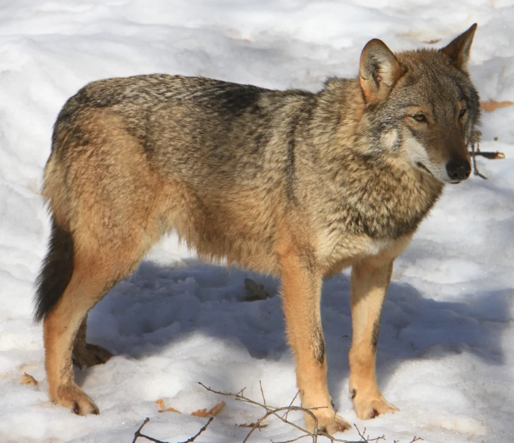 Георги Първанов, вълк