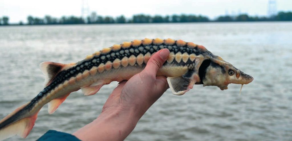 руска есетра