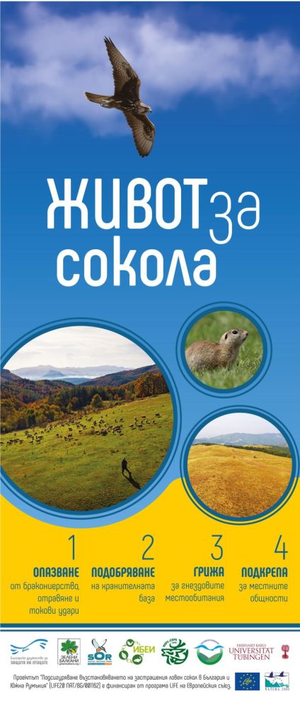 живот за сокола проект