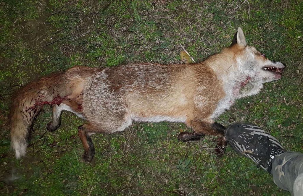 червен бряг лов