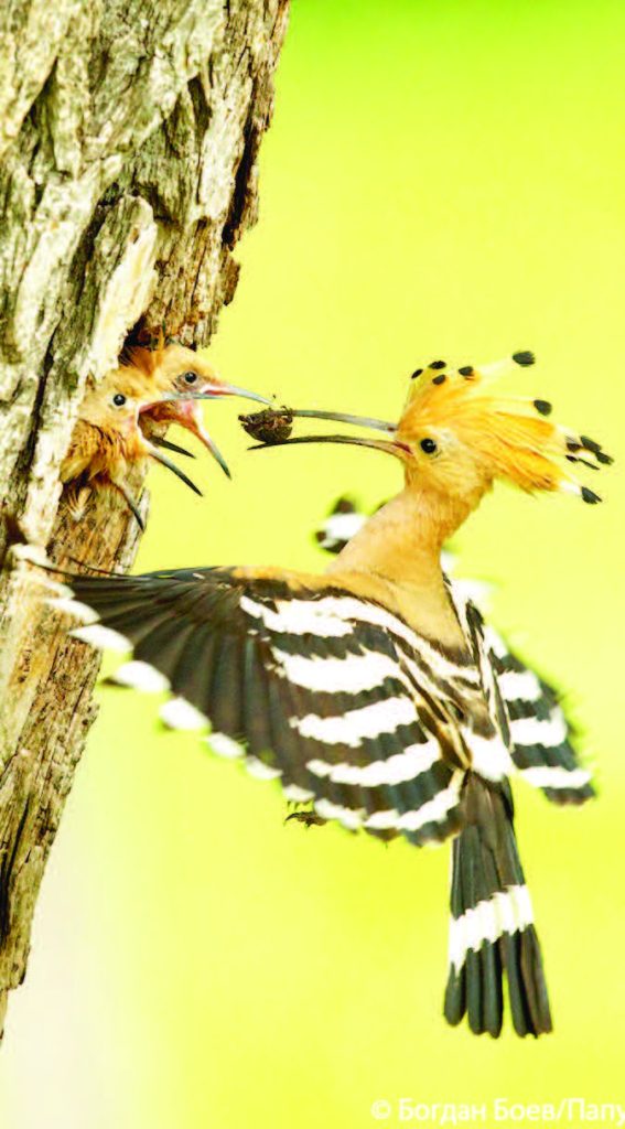 броят птици