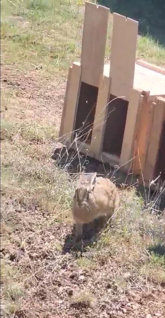 сливница диви зайци
