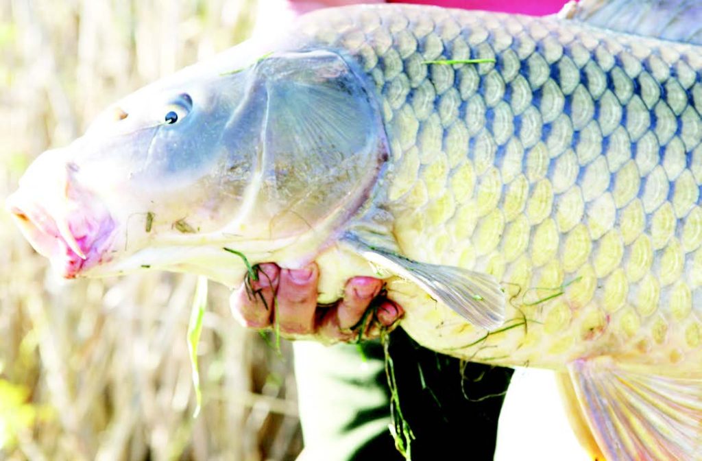 язовир „Ивайловград“