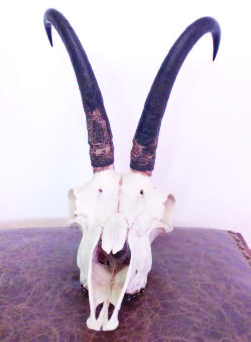 девин глухари