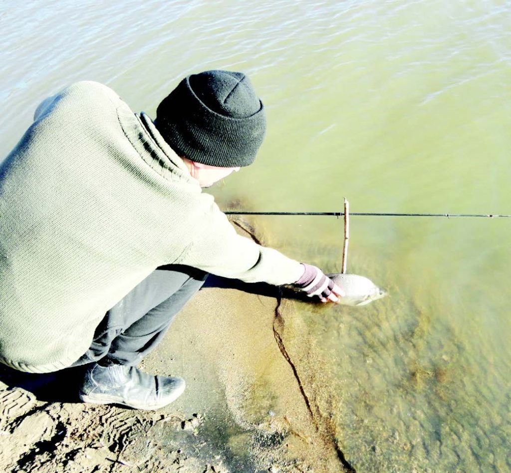 платиката панчарево
