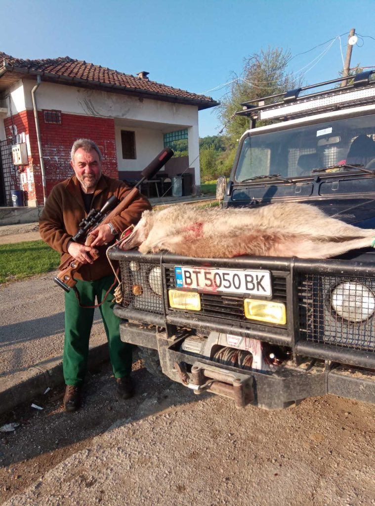 шилковци вълк