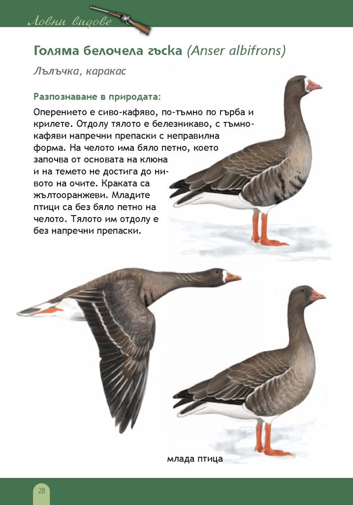 помагало птици