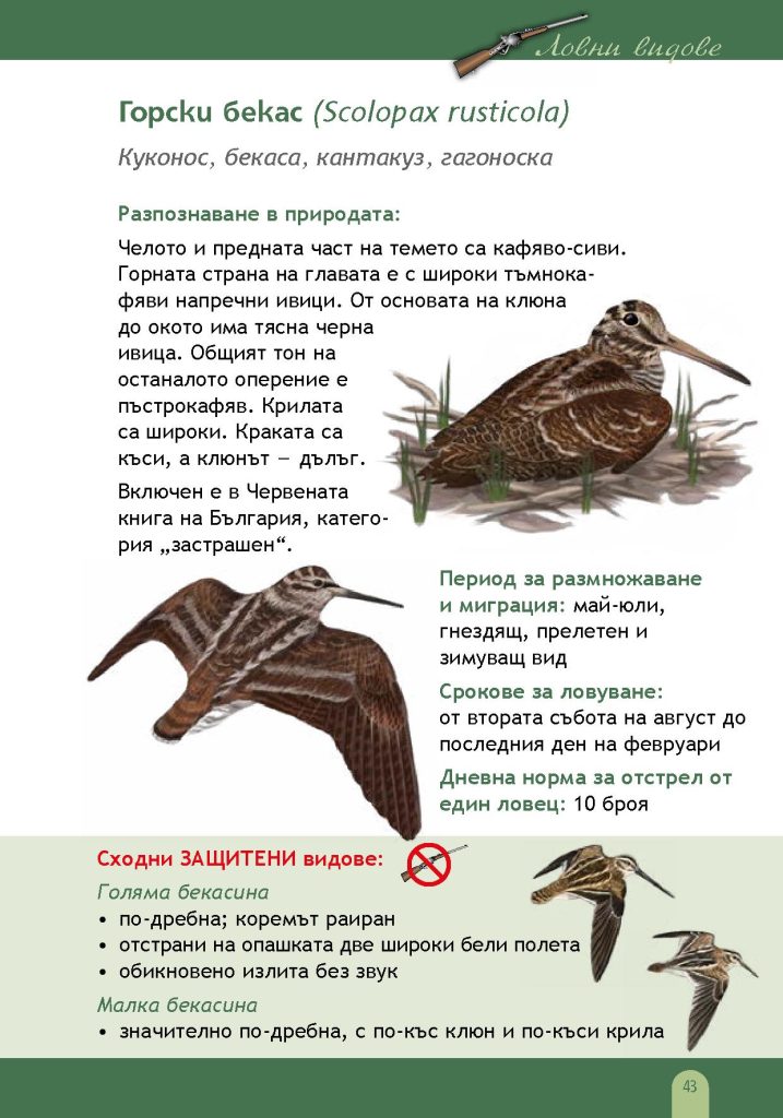 помагало птици