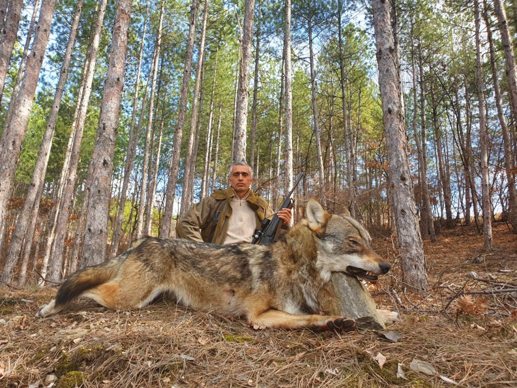 семир вълци