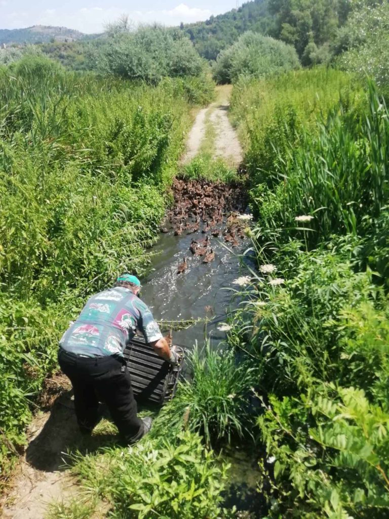 благоевградско полудиви патици