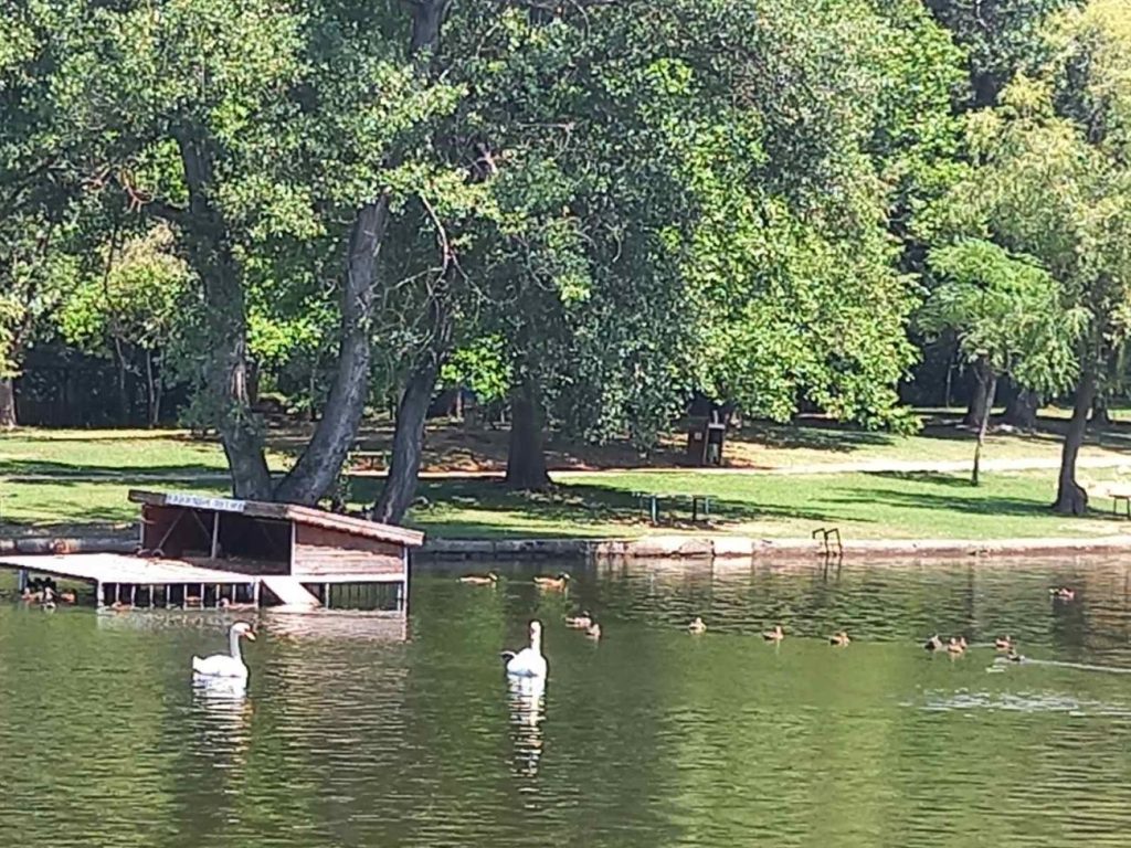 благоевградско полудиви патици
