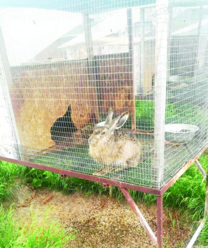 бяла слатина патици