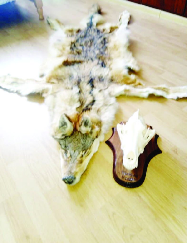 монтана хищници