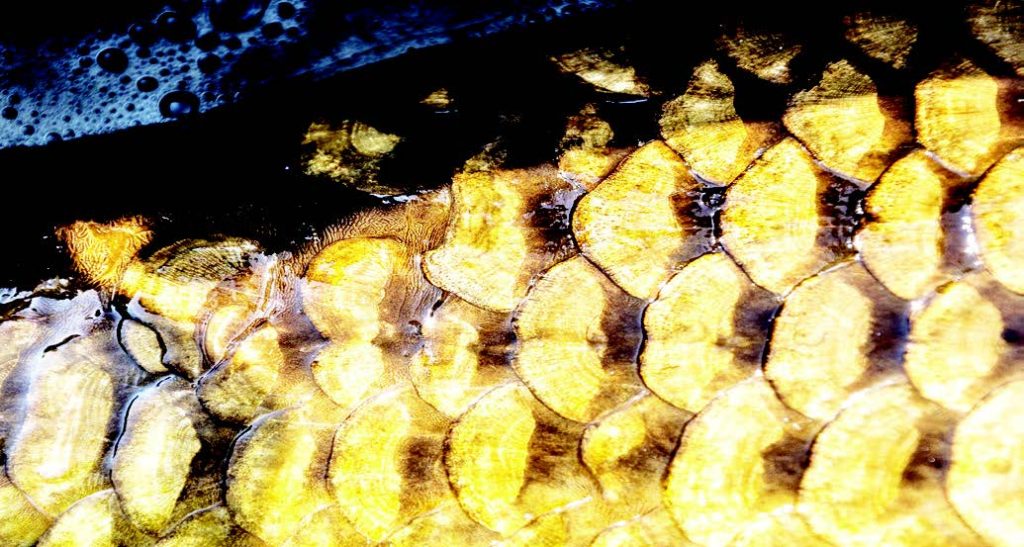 рибешката люспа