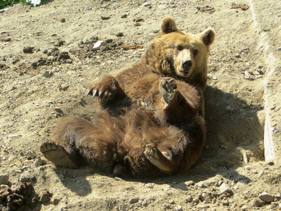 мечки белица