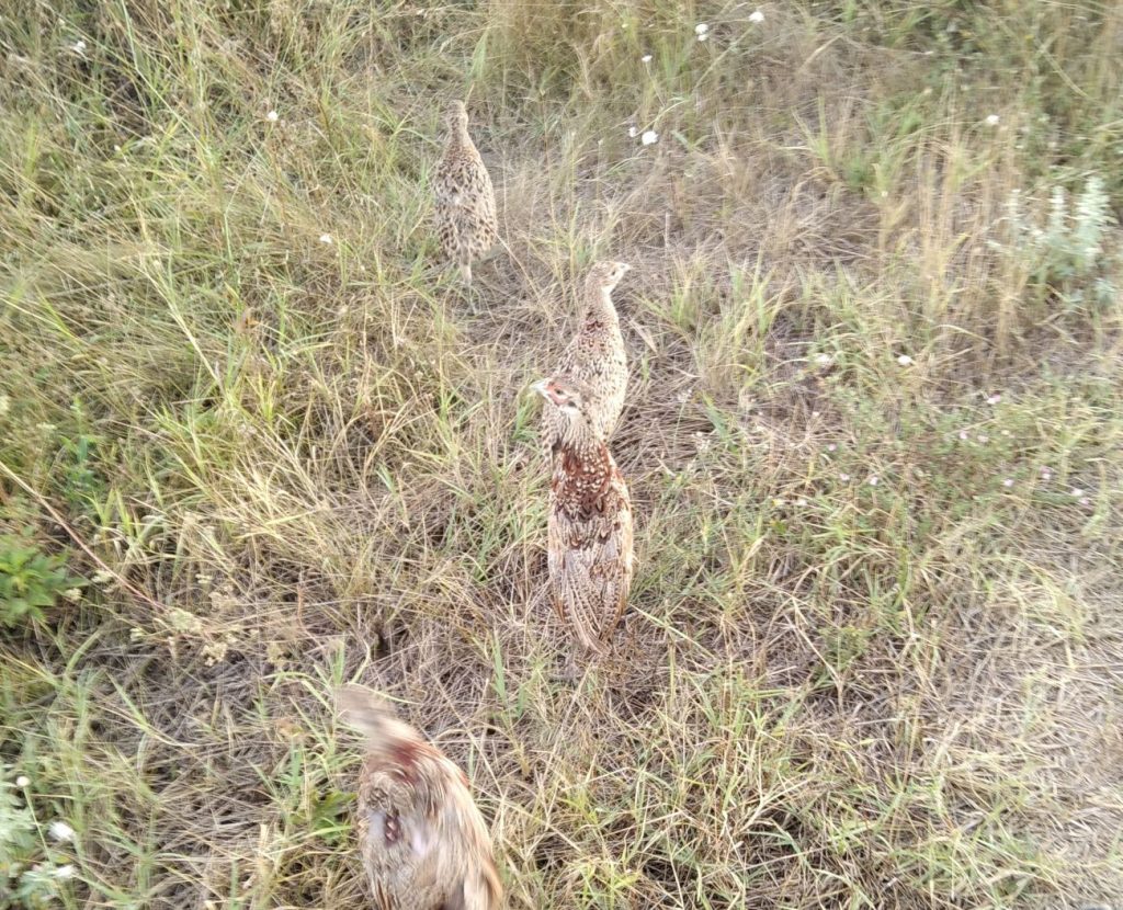 разселване септември
