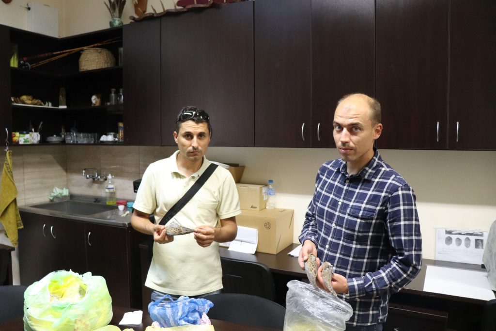 крила от гургулици