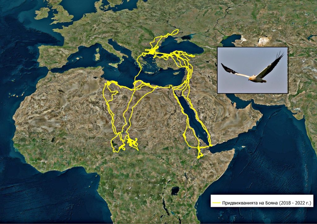 убиха бояна