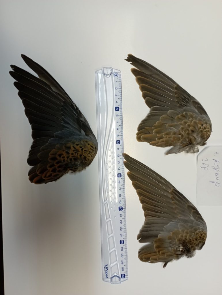 крила от гургулици