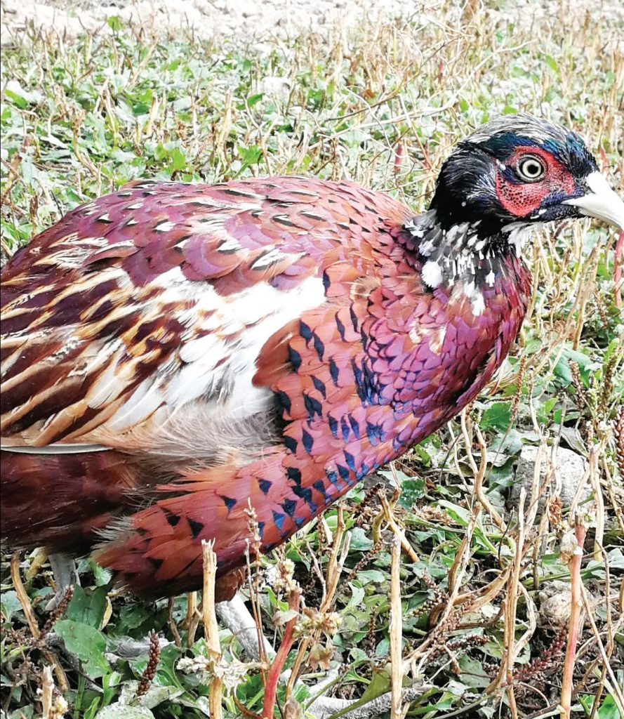 разселване сливен