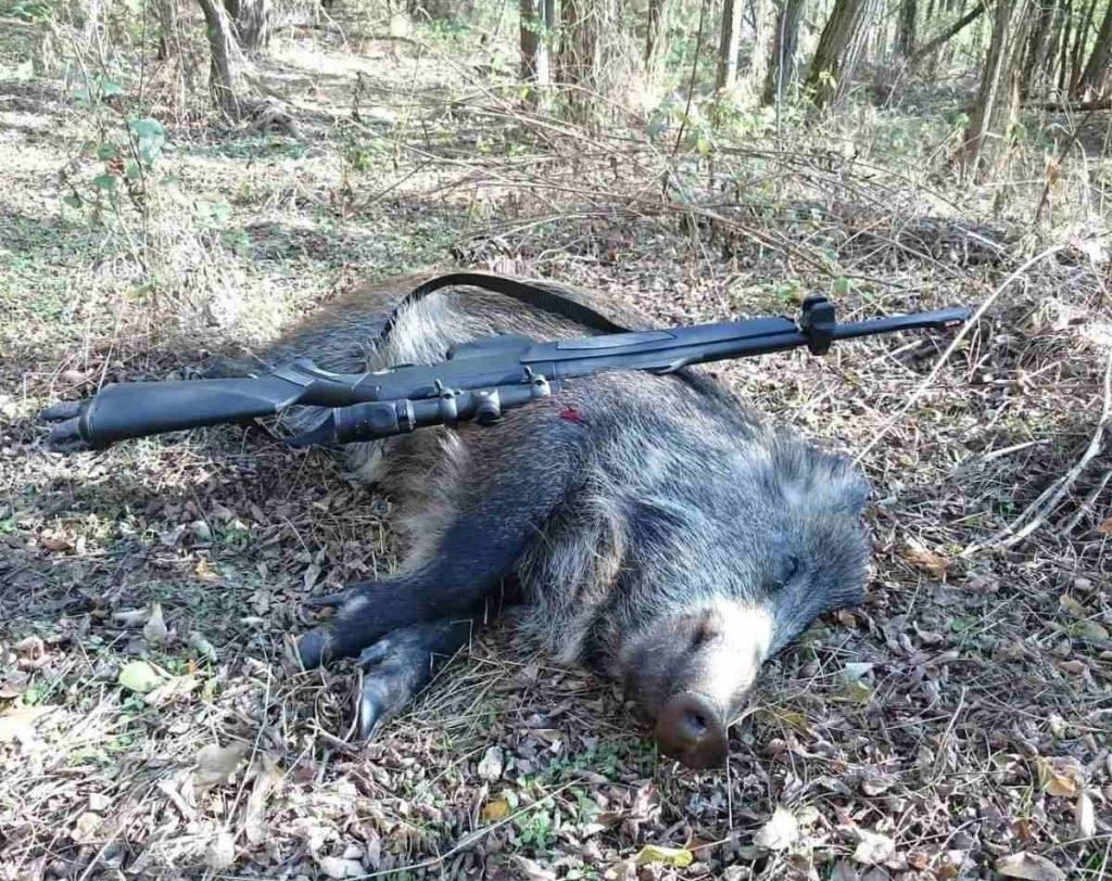 могилино лов