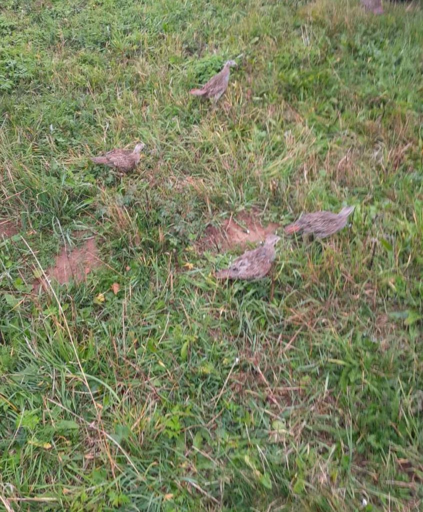 разселване софия запад