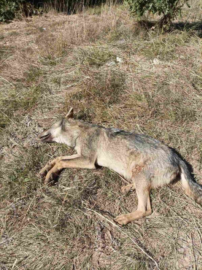 западните родопи вълци