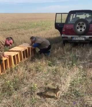 ловеч диви зайци