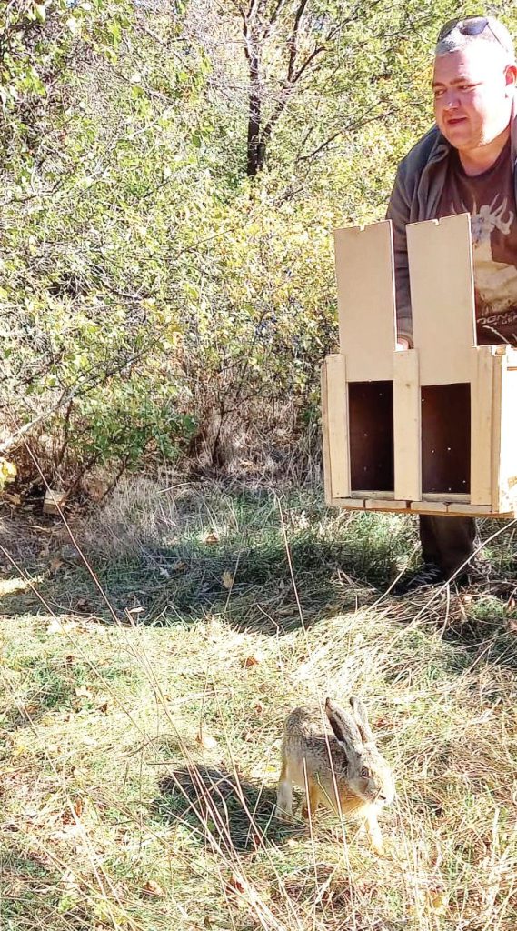 севлиево диви заека