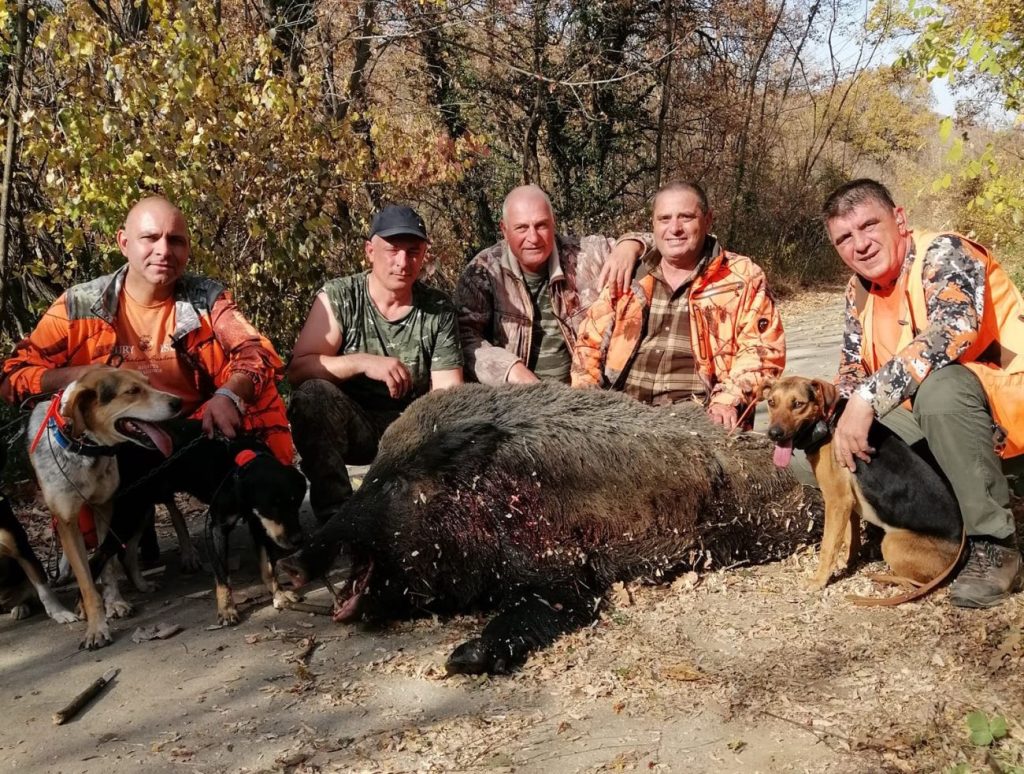 сливовица лов