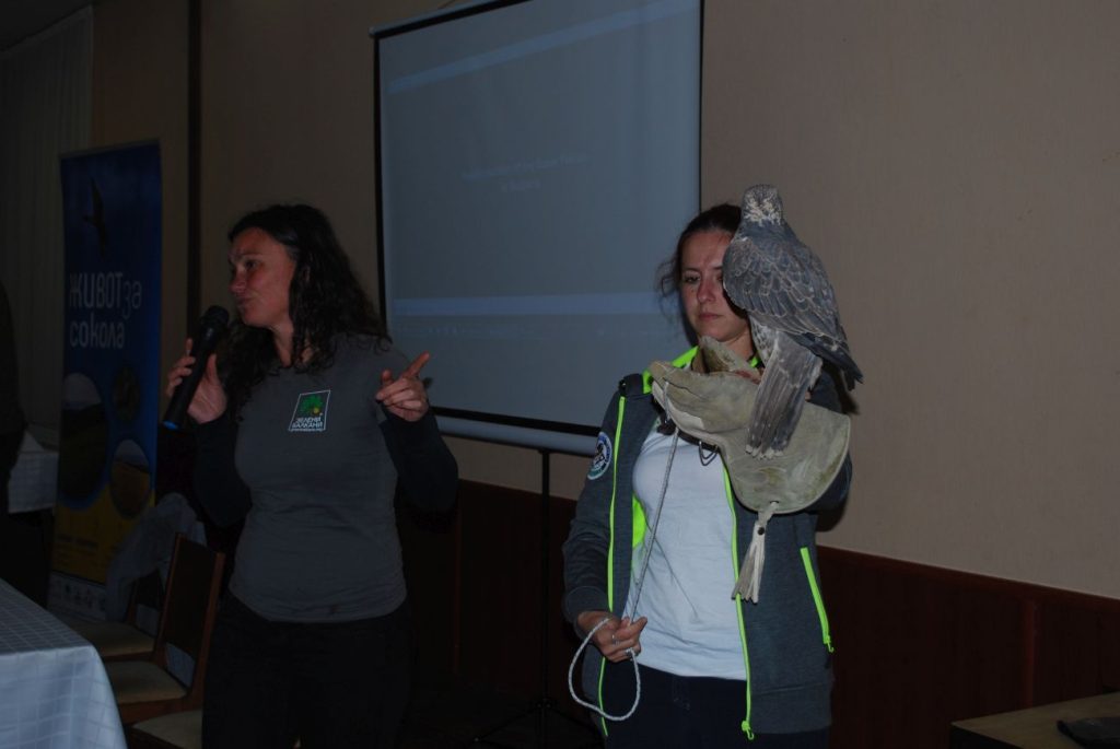 проекта сокол