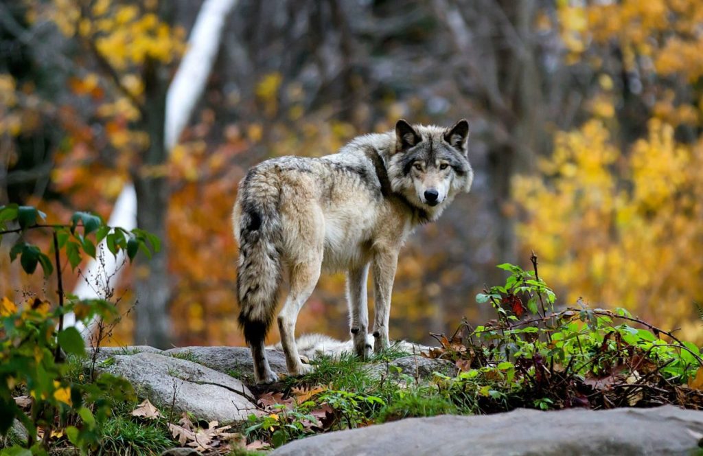 европарламент хищници