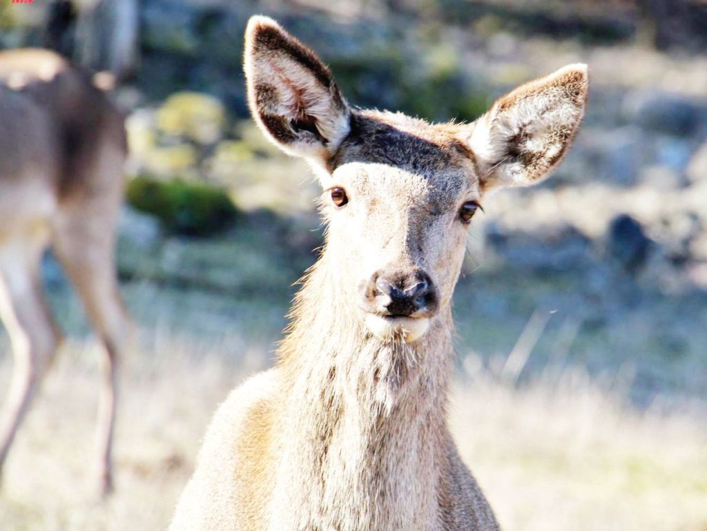 велико търново зимата