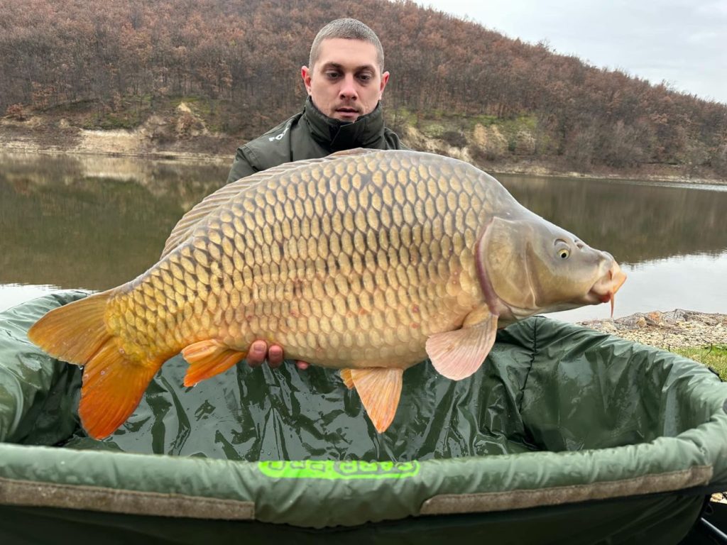 шарани славовица