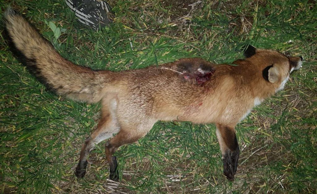 червен бряг лов