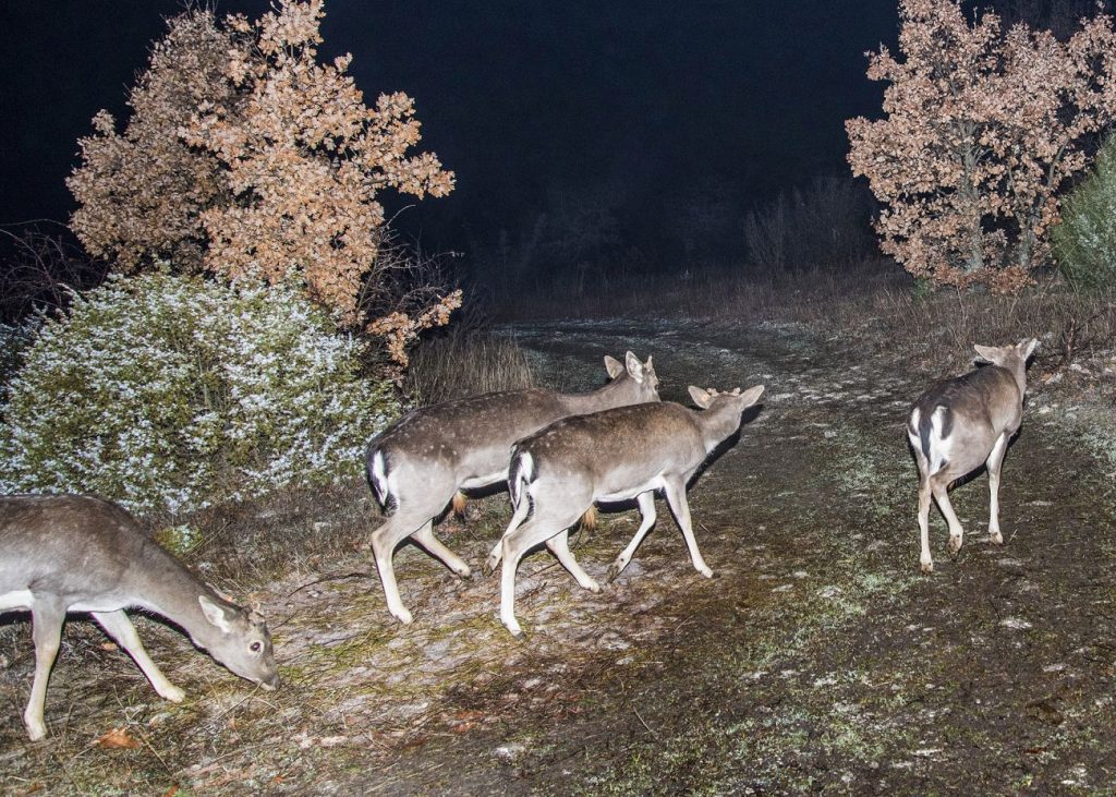 слрб по проект