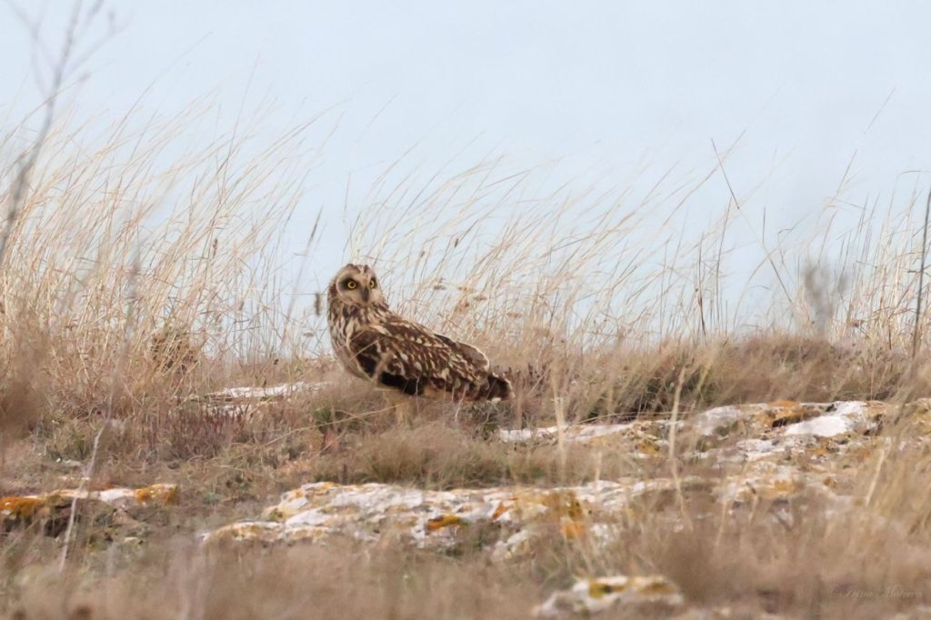 преброяване водолюбиви птици